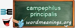 WordMeaning blackboard for campephilus principalis
